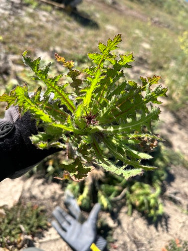 Herbe Bénédicte — photo 2 sur 9
