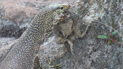 Lézard varan du Bengale — photo 5 sur 8