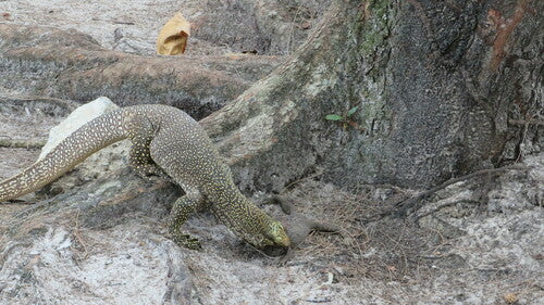 Lézard varan du Bengale — photo 4 sur 8