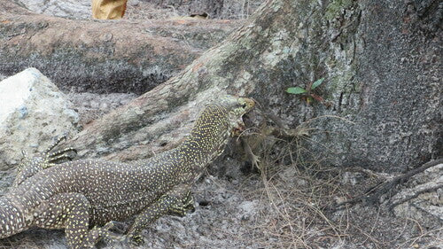 Lézard varan du Bengale — photo 3 sur 8