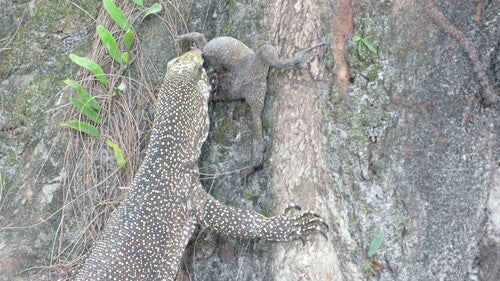 Lézard varan du Bengale — photo 2 sur 8