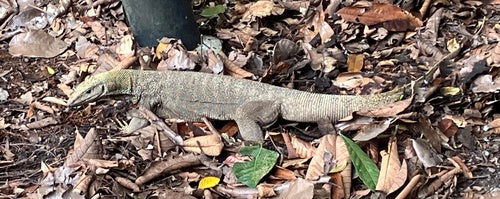 Lézard varan du Bengale — photo 1 sur 8