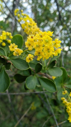 Épine-vinette — Bild 4