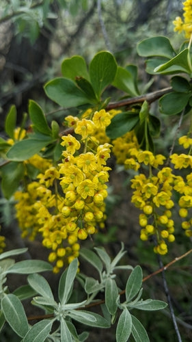 Épine-vinette — Bild 5