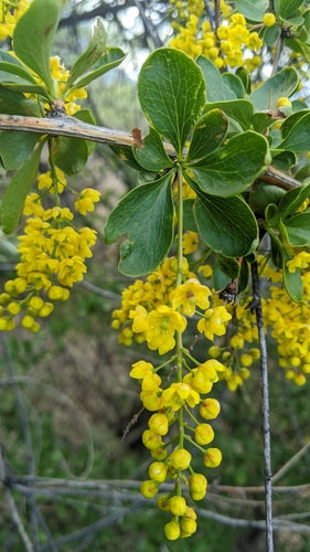 Épine-vinette — Bild 6