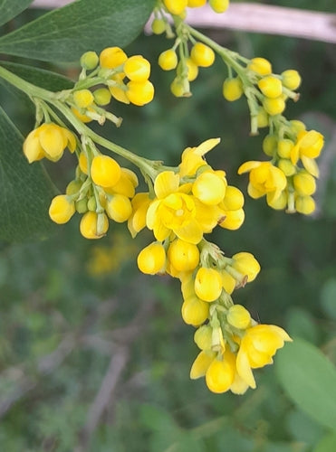 Épine-vinette — Bild 1