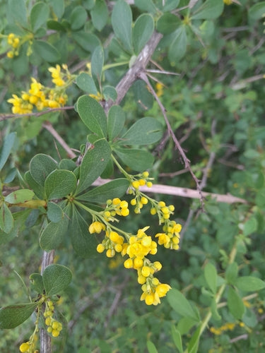 Épine-vinette — Bild 2