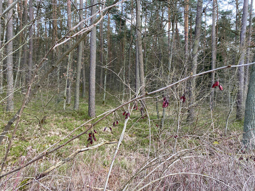 Épine-vinette — Bild 2