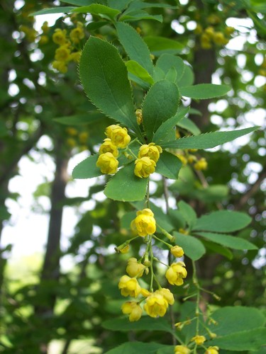 Épine-vinette — Bild 3