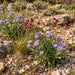 Berg-Aster (Aster amellus) in Blüte im naturnahen Garten (KI-generiert)