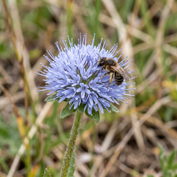 Blüte von Berg-Sandglöckchen (Jasione montana) in Nahaufnahme (KI-generiert)