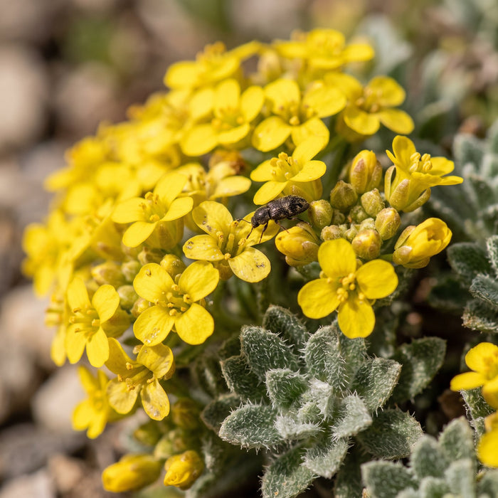 Blüte von Berg-Steinkraut (Alyssum montanum) in Nahaufnahme (KI-generiert)