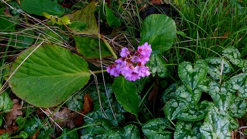 Bergénie — Bild 5