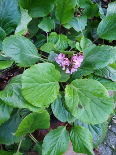 Bergénie — Bild 4