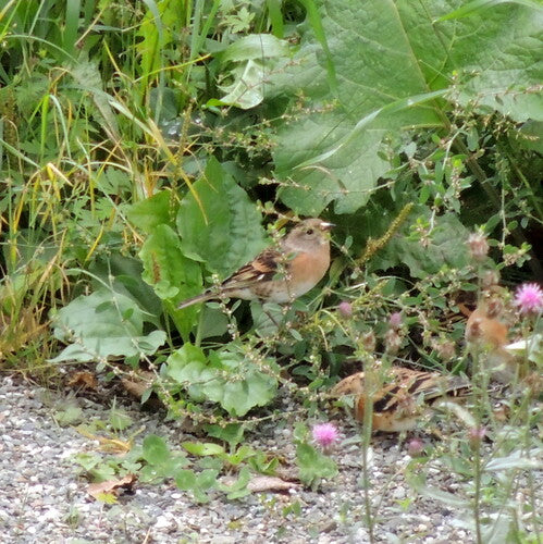 Brûlure — photo 3 sur 9
