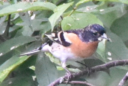 Brûlure — Bild 4