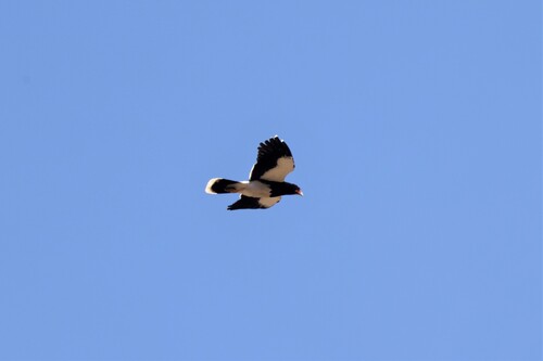 Caracara de montagne — photo 5 sur 11