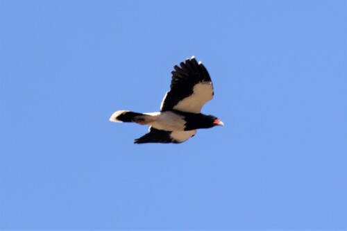 Caracara de montagne — photo 4 sur 11