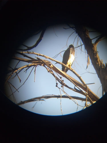 Caracara de montagne — Bild 5
