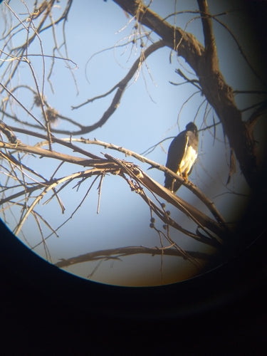 Caracara de montagne — Bild 4