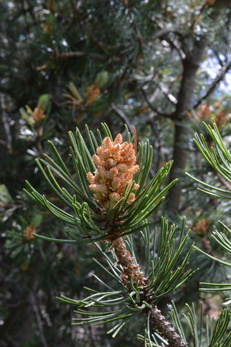 Pin de montagne — Bild 5