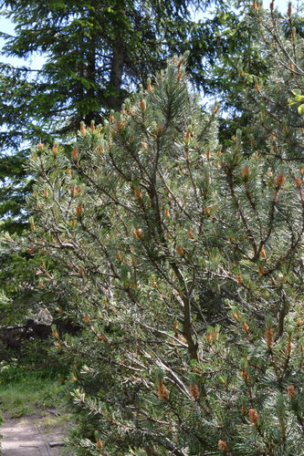 Pin de montagne — Bild 4