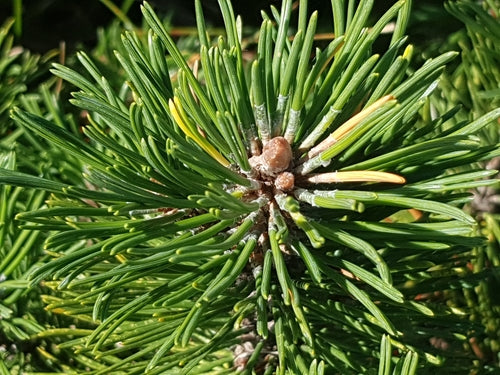 Pin de montagne — Bild 2