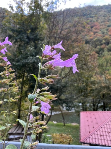 Menthe des montagnes — Bild 3