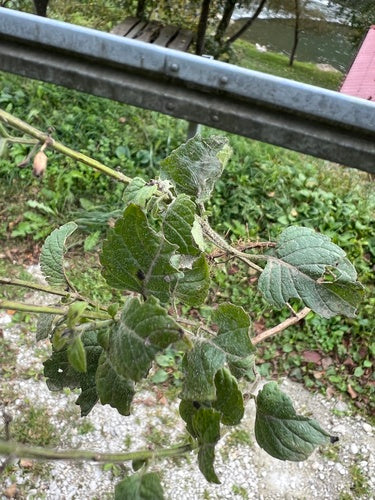 Menthe des montagnes — Bild 2