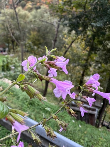 Menthe des montagnes — Bild 1