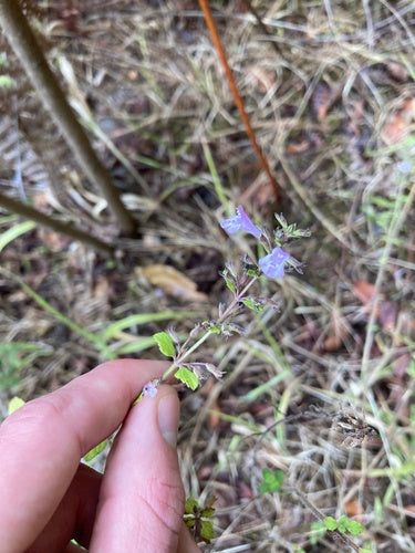 Menthe des montagnes — Bild 5