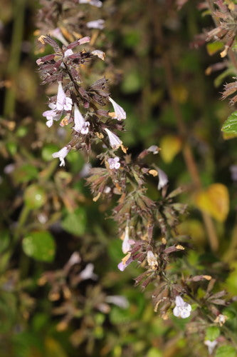 Menthe des montagnes — Bild 4