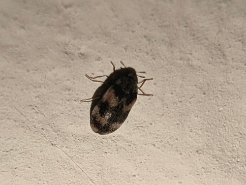 Berlinkäfer - Bild 1