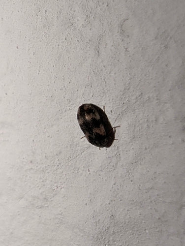 Berlinkäfer - Bild 3