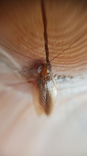 Blatte de la forêt ambrée — Bild 5
