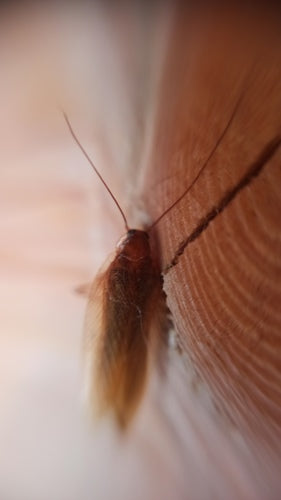 Blatte de la forêt ambrée — Bild 4