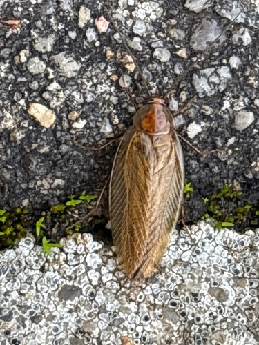 Blatte de la forêt ambrée — Bild 2