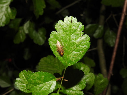 Blatte de la forêt ambrée — Bild 3