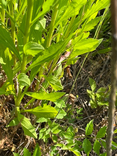 Fleabane — Bild 5