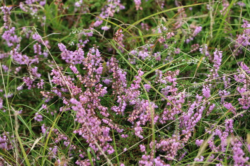 Bruyère à balais — Bild 5