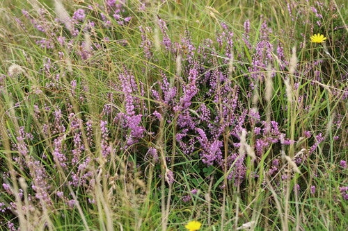 Bruyère à balais — Bild 4