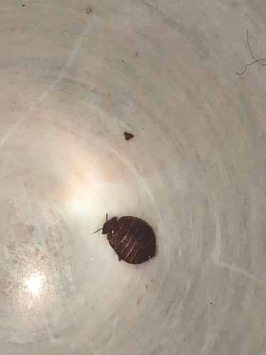 punaise de lit — Bild 4