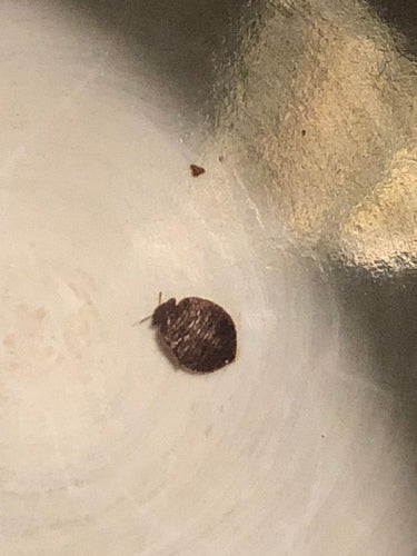 punaise de lit — Bild 5