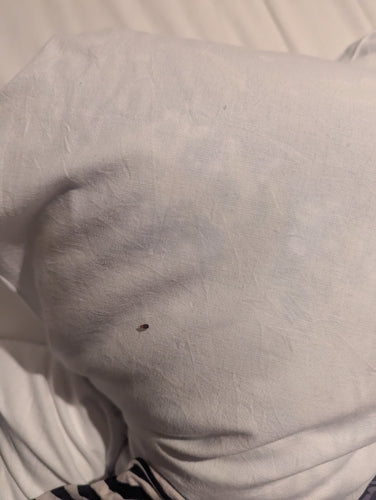 punaise de lit — Bild 5