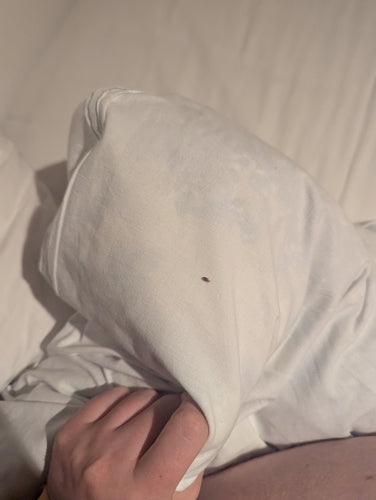 punaise de lit — Bild 4