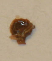 punaise de lit — Bild 2