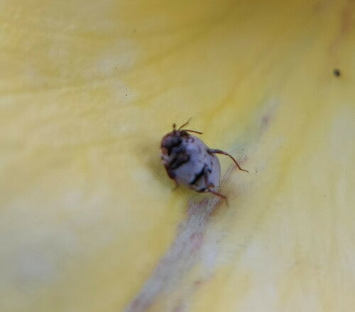 Coléoptères des fleurs de Beavernelle — Bild 5