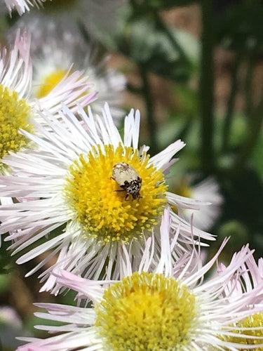 Coléoptères des fleurs de Beavernelle — Bild 4