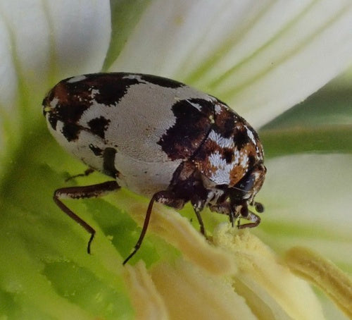Coléoptères des fleurs de Beavernelle — Bild 2