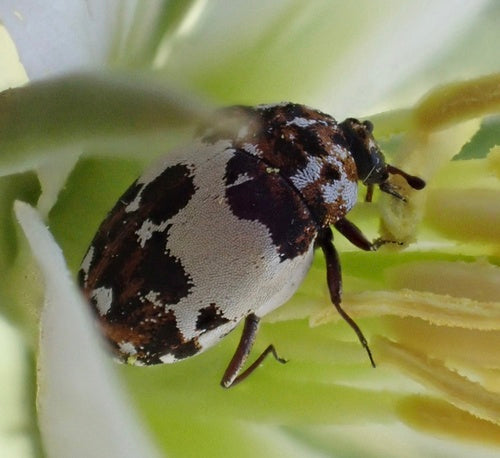 Coléoptères des fleurs de Beavernelle — Bild 1